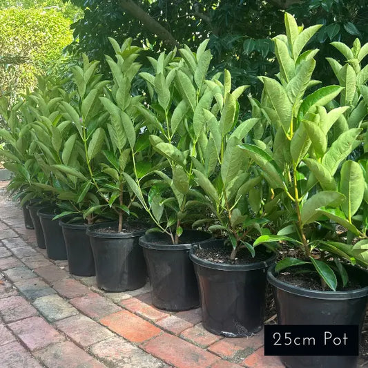 Viburnum Quick Fence