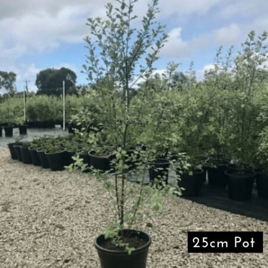 Silver Sheen Pittosporum Tenuifolium