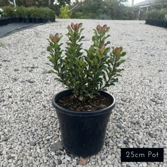 Snow Maiden Rhaphiolepsis Indica