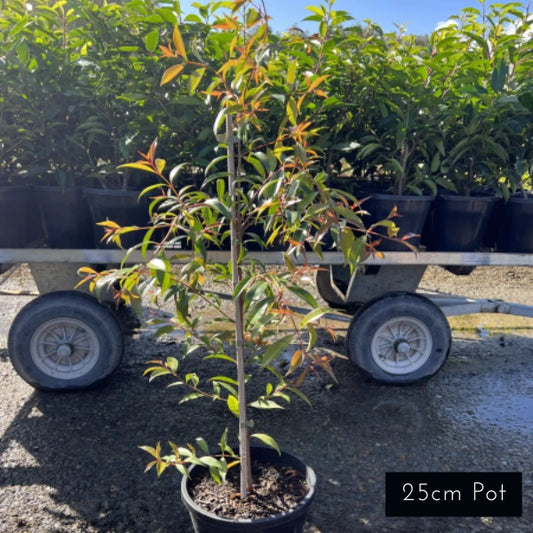 Syzygium Australe