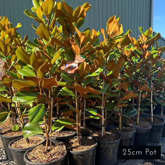 Teddy Bear Magnolia Grandiflora