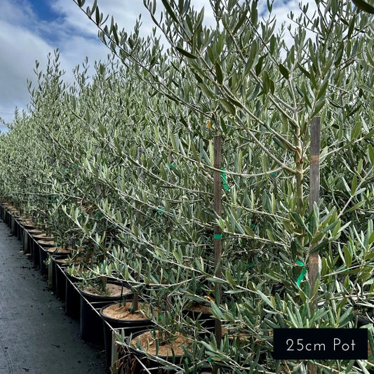 Tolley Upright Olive Olea Europaea