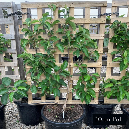 Espalier Apple Double Planted