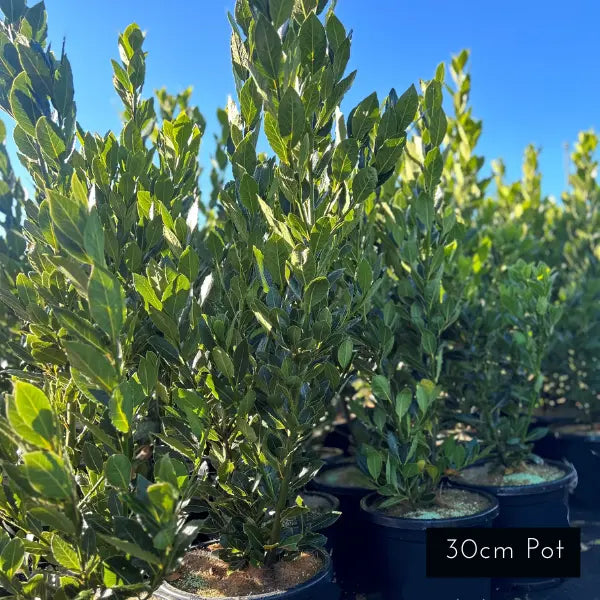 Bay Tree