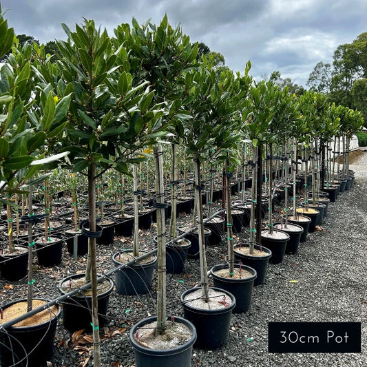 Bay Tree Laurus Nobilis Standard