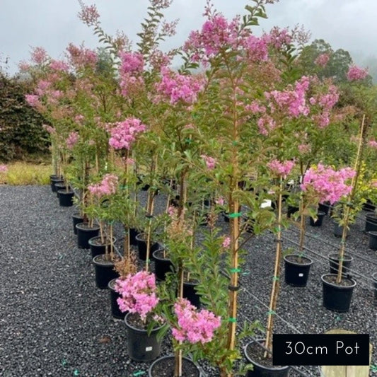 Biloxi Crepe Myrtle Lagerstoemia Indica Fauriei