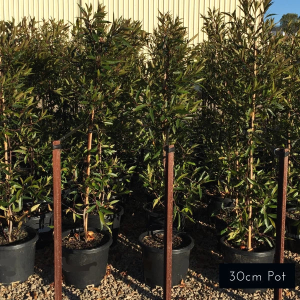 Blueberry Ash Elaeocarpus Reticulatus