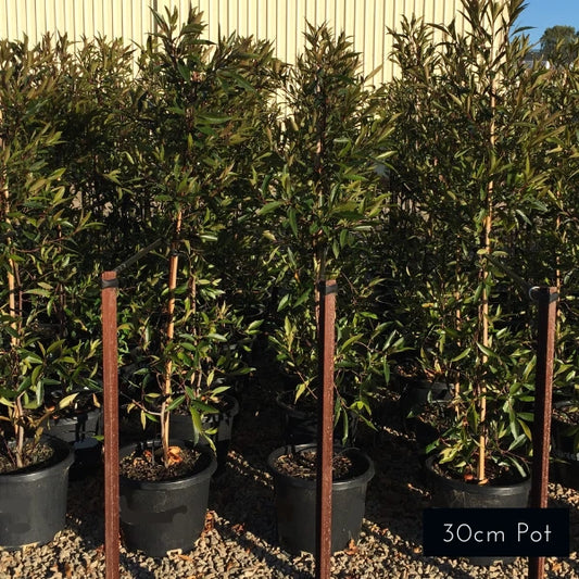 Blueberry Ash Elaeocarpus Reticulatus