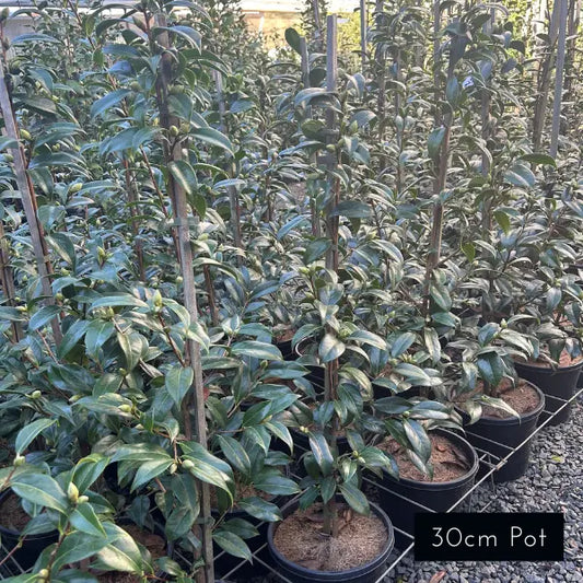 Camellia Japonica Buttons 'N Bow