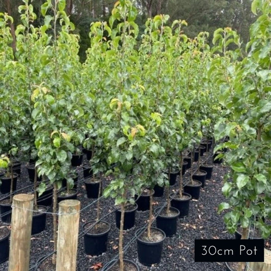 Capital Pear Pyrus Calleryana