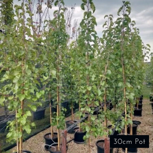 Chanticleer Pear Pyrus Calleryana