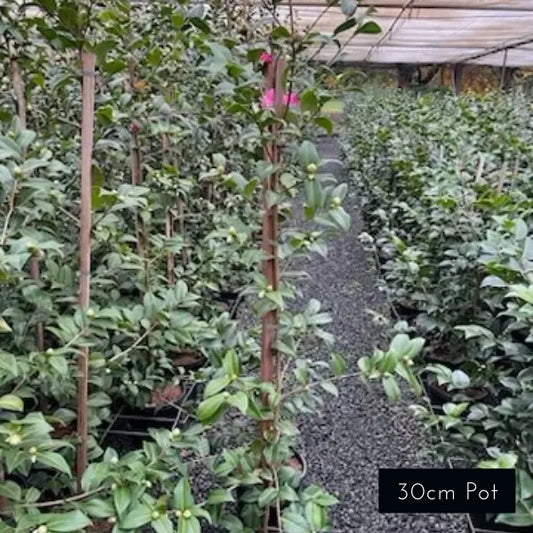 Camellia Japonica Debbie