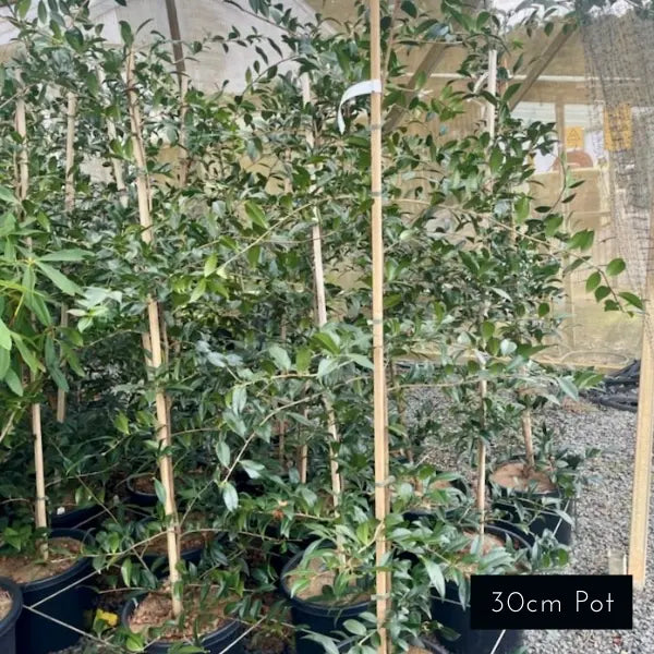 Camellia Sasanqua Early Pearly