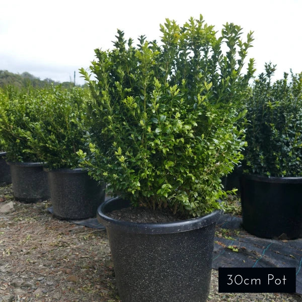 English Box Hedging Buxus Sempervirens