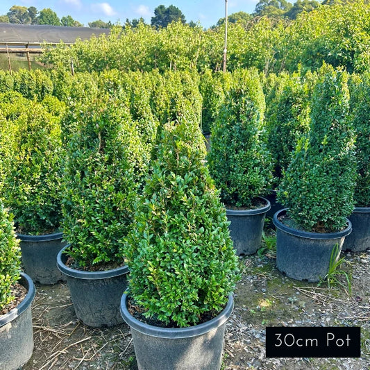 English Box Buxus Sempervirens Topiary Cone