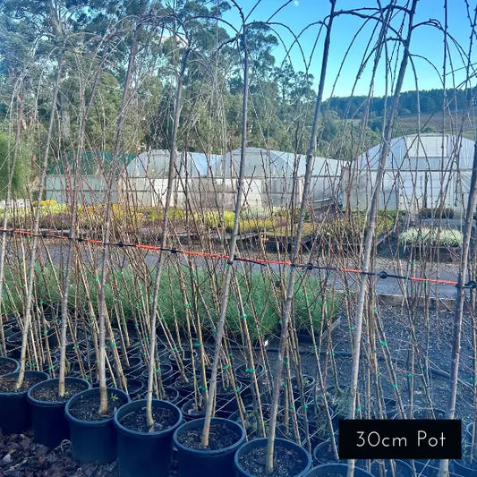 Weeping White Cherry Standard Falling Snow