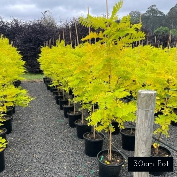 Golden Robinia Pseudoacacia Frisia