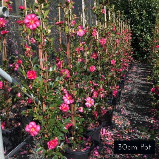 Camellia Sasanqua Hiryu