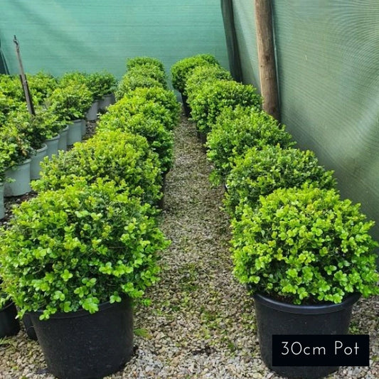 Japanese Box Topiary Balls Microphylia Japonica