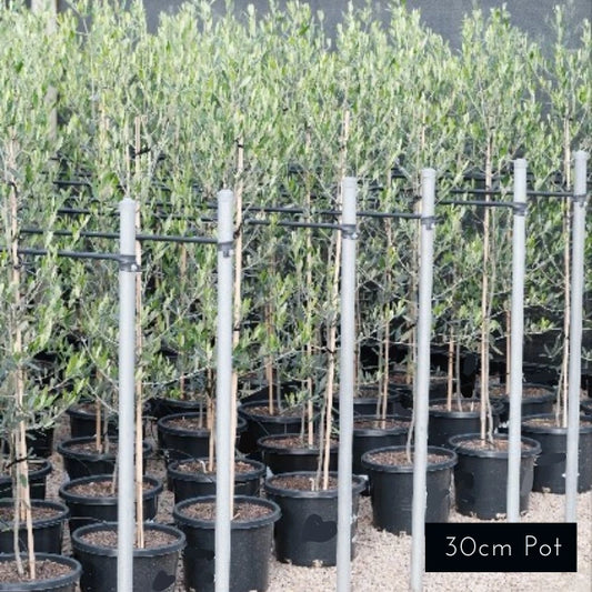 Kalamata Olive Olea Europaea