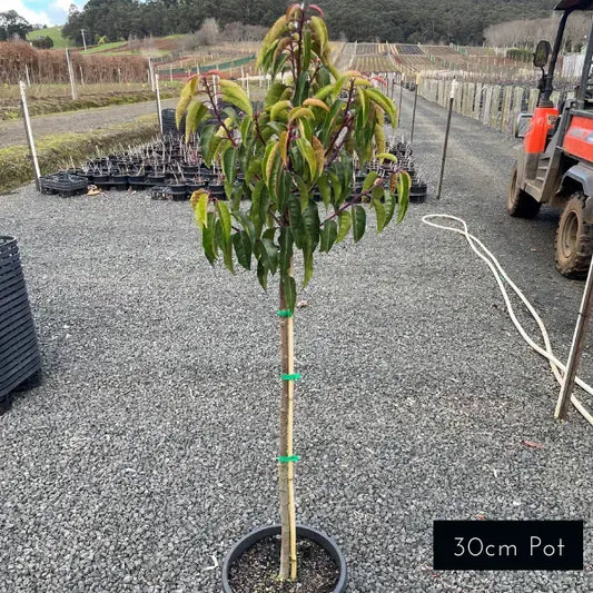 Portuguese Laurel Standard Prunus Lusitanica