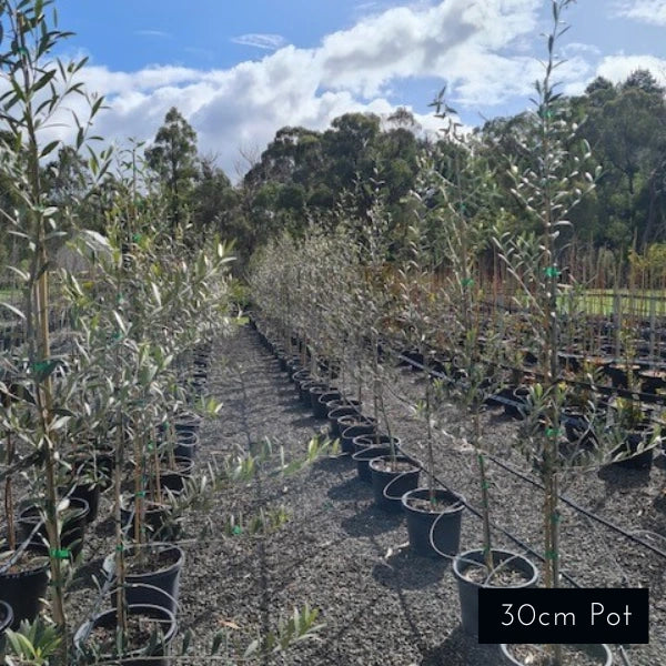 Manzanillo Olive Olea Europaea