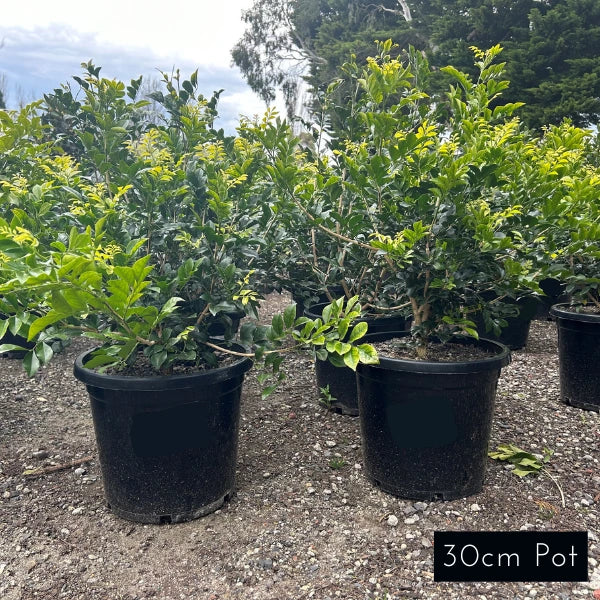 Orange Jessamine Murraya Paniculata