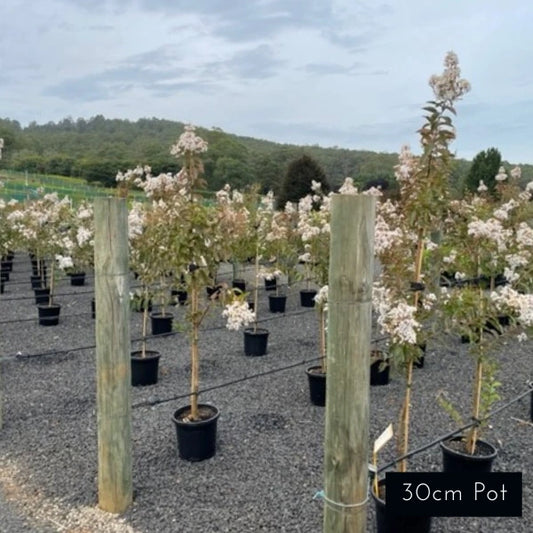 Natchez Crepe Myrtle Lagerstoemia