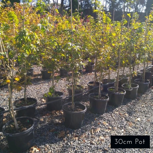 Acer Palmatum Osakazuki