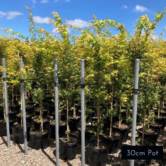 Senkaki Coral Bark Acer Palmatum