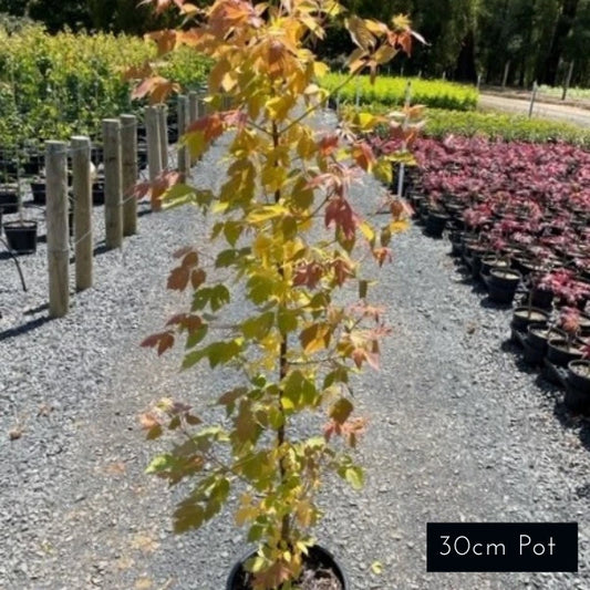 Sensation Acer Negundo