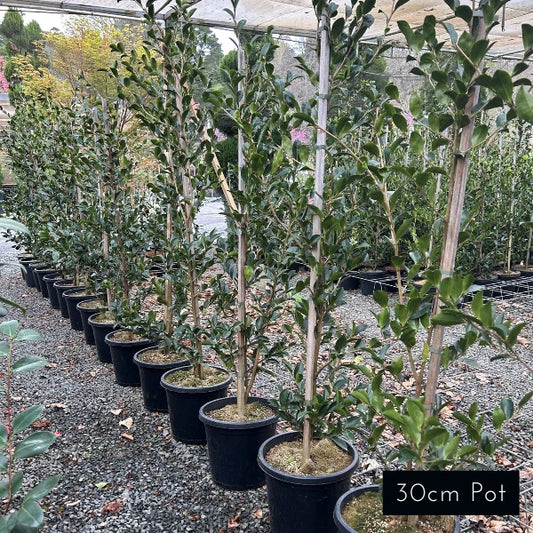 Camellia Sasanqua Setsugekka