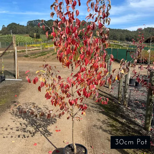 Snow Pear Pyrus Nivalis