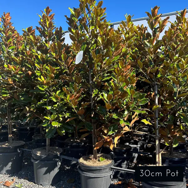 Magnolia Super Gem