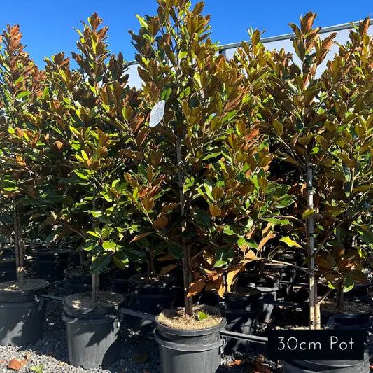 Super Gem Magnolia Grandiflora