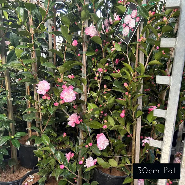 Camellia Japonica Sweet Jane