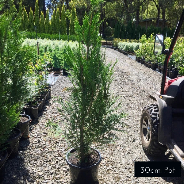 Western Red Cedar Thuja Plicata Fastigiata
