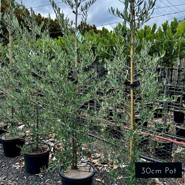 Tolley Upright Olive Olea Europaea