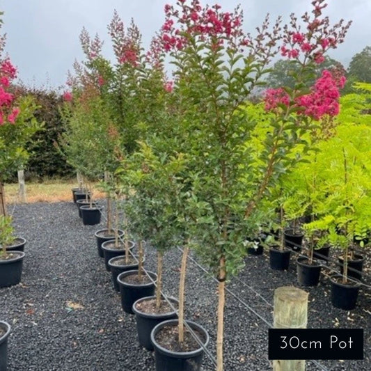 Tuscarora Crepe Myrtle Largerstoemia Indica