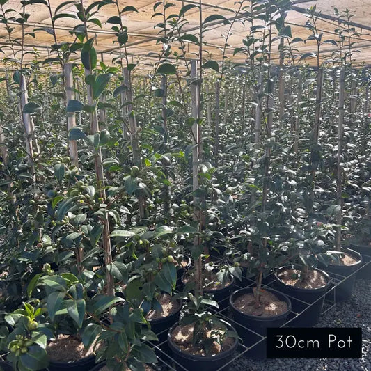 Camellia Sasanqua Asakura