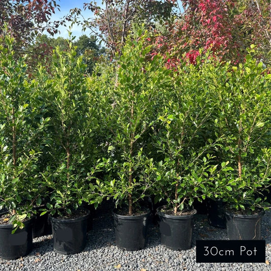 Evergreen screening plant popular in Melbourne gardens for narrow garden beds, fence lines and hedging.