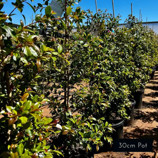Syzygium australe ‘Backyard Bliss’ Lilly Pilly – hardy Australian native screening plant with lush foliage, suited to full sun or part shade and great for modern garden hedges.