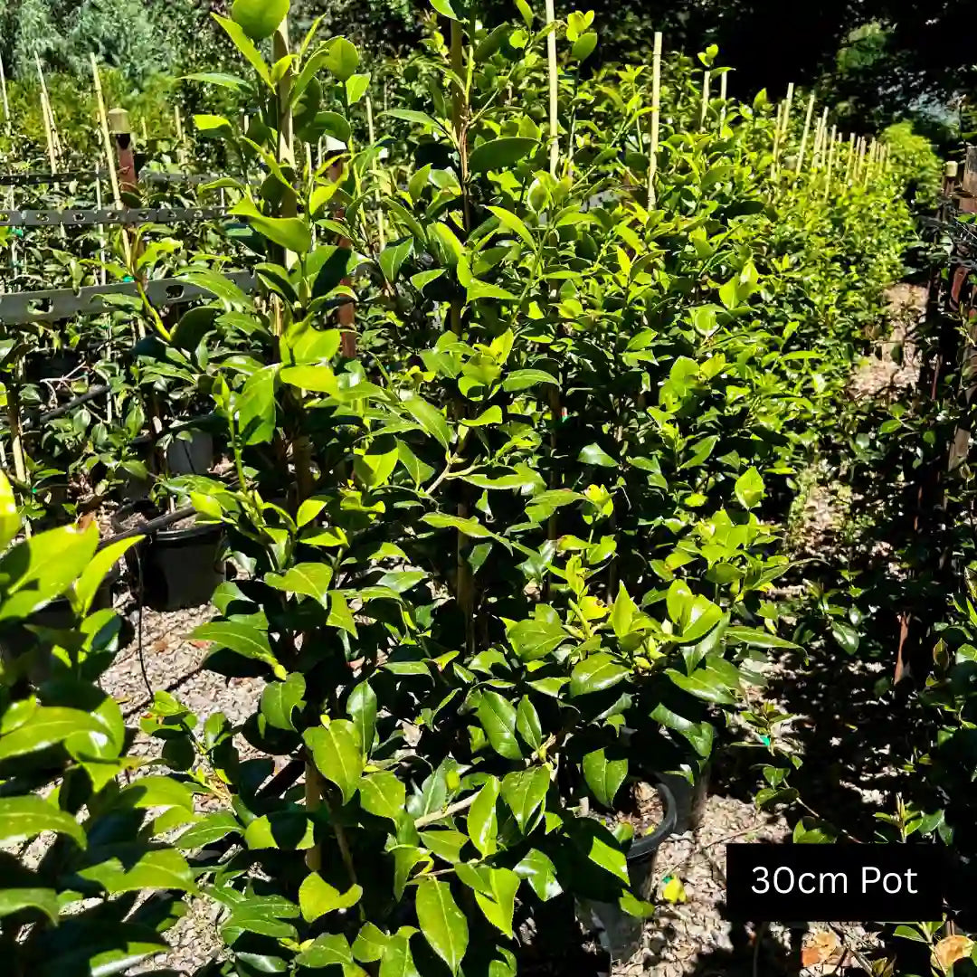 Brushfields Yellow Camellia (Camellia sasanqua ‘Brushfields Yellow’) evergreen flowering shrub with soft yellow-centred white blooms, glossy foliage and ideal for hedging or feature planting.