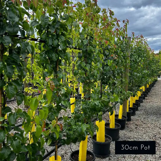 Pyrus calleryana ‘Capital’, narrow upright ornamental pear with glossy green foliage, ideal for structured screening in suburban gardens.