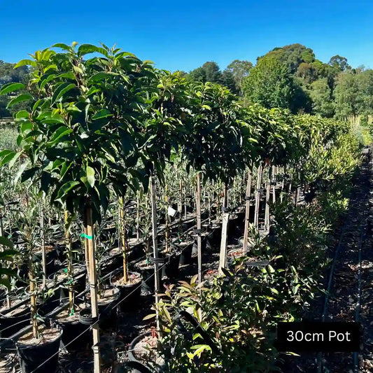 Portuguese laurel standard (Prunus lusitanica) compact evergreen topiary tree with rich green leaves, suited to screening, entrances or statement planting.