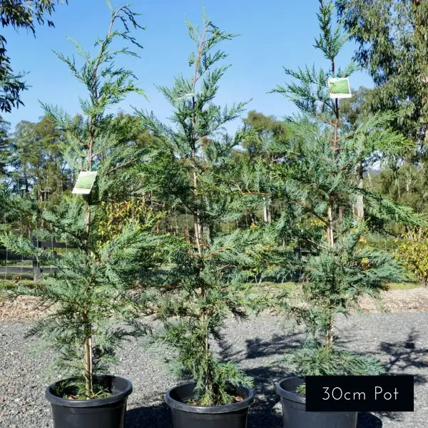 Cupressocyparis leylandii Leighton Green – fast-growing evergreen conifer, hardy screening and privacy tree, ideal for tall hedges in Australian gardens.