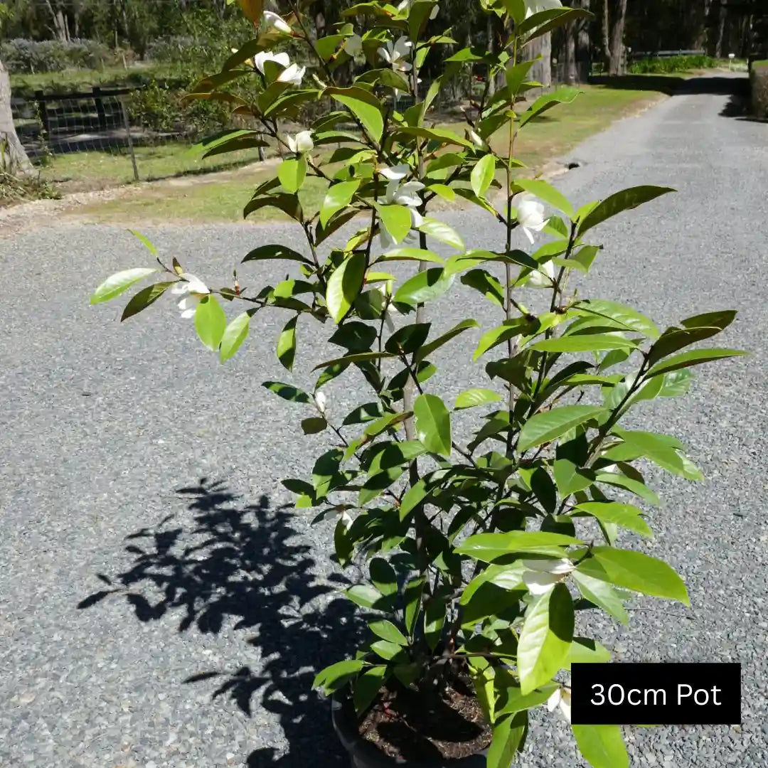 30cm Magnolia cream fairy evergreen hedging magnolia.