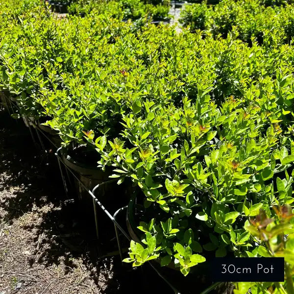 Highly scented Osmanthus heaven scent makes a lovely screening hedge or garden border for classic or formal gardens.