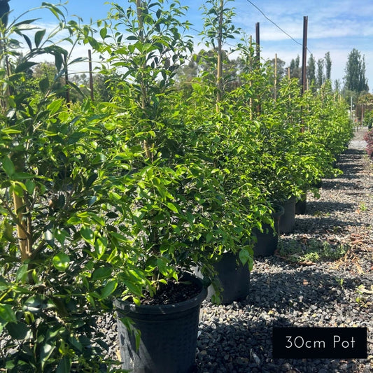 Acmena smithii ‘Sublime’ hedge with lush lime-green new growth, popular Australian native screening and privacy plant.