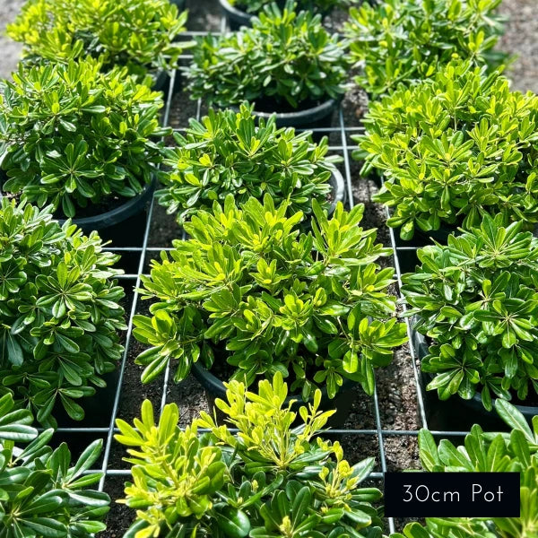 Ideal for garden borders, underplanting and feature planter pots, Miss muffet Pittosporum tobira is a popular evergreen shub in Melbourne Classic and Modern garden designs.